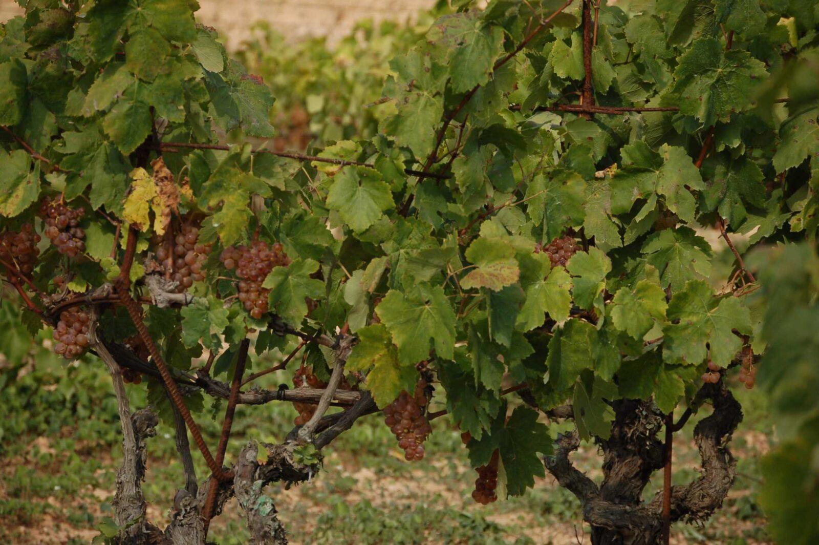Las viñas de cultivo ecológico en Viladellops